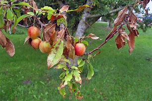 Image result for Fig Tree Diseases