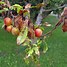 Image result for Fig Tree Diseases