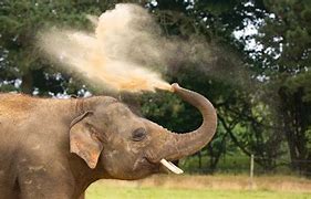 Image result for Elephants at Marwell Zoo Whipsnade