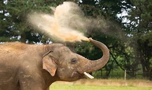 Image result for Whipsnade Zoo Animals List