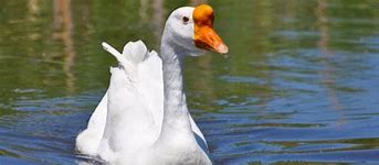 Image result for Chinese Geese