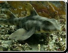 Image result for Horn Shark