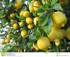 Image result for Lemon Tree Stem