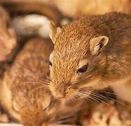 Image result for Gerbil Images