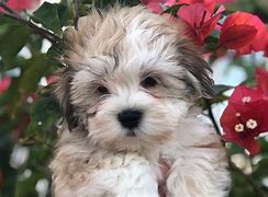 Image result for AKC Havanese Puppies