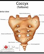 Image result for Coccyx