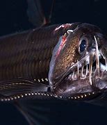 Image result for Viperfish