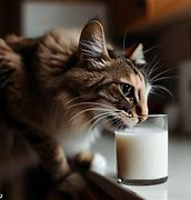 Image result for Cat Drinking Milk