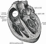 Image result for Myocardium of Interventricular Septum