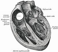 Image result for Interventricular Septum