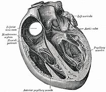 Image result for Atrioventricular Septum