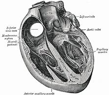 Image result for Interatrial Septum Anatomy