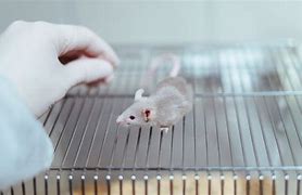 Image result for 3Rs in Animal Research