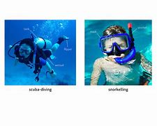 Image result for Snorkel in the Sea