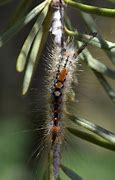 Image result for Douglas Fir Tussock Moth