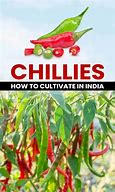 Image result for Chilli Farming