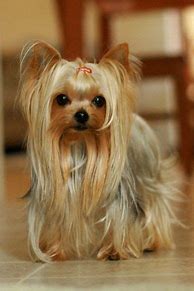 Image result for Silky Yorkie Haircuts