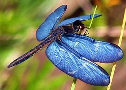 Image result for Arthropoda Insecta