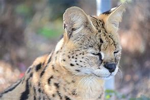 Image result for Serval Tiger