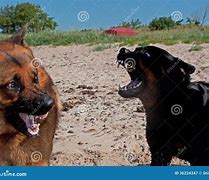 Image result for Big Fighting Dogs