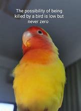 Image result for Birb Memes