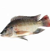 Image result for King Fish Tilapia