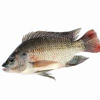 Image result for Spoilt Tilapia Fish