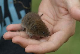 Image result for Short-Tailed Vole