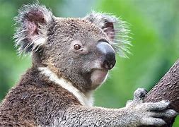 Image result for Los Koalas