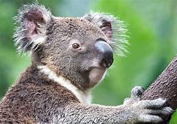 Image result for Koala Bear Images. Free