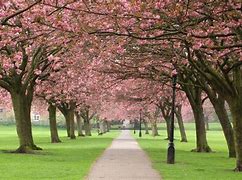 Image result for Cherry Blossom Wallpaper Desktop