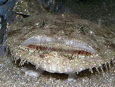 Image result for Goosefish