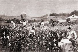 Image result for Black Picking Cotton