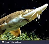 Image result for Shark with Whiskers