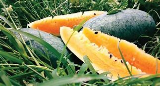 Image result for Yellow Meated Watermelon