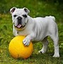 Image result for English Bulldog Basset Hound Mix