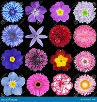 Image result for Red and Blue Flowers