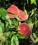 Image result for Summer Peach Tree