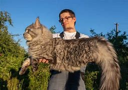 Image result for Person Holding Maine Coon Cat