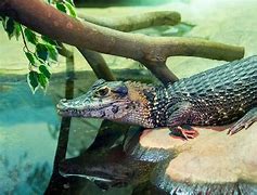 Image result for Melanosuchus