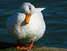 Image result for Camera Shy Duck