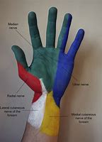 Image result for Hand Nerve Innervation