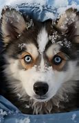 Image result for Baby Wolf Husky Snow