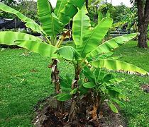 Image result for Banana Palm Tree Map