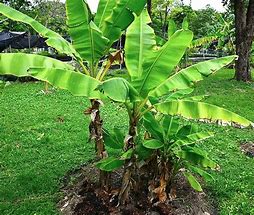 Image result for Banana Palm Tree