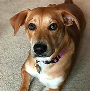 Image result for Corgi Hound Mix