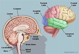 Image result for Concussion Anatomy