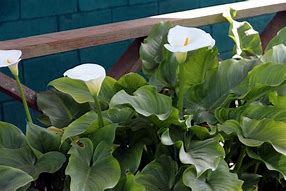 Image result for Calla Lily Flower Care