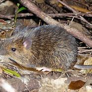 Image result for Amami Spiny Rat