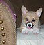 Image result for Corgi Puppy